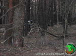 Тактический пейнтбол в лесу